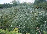 Stara Zagora - House - Near town